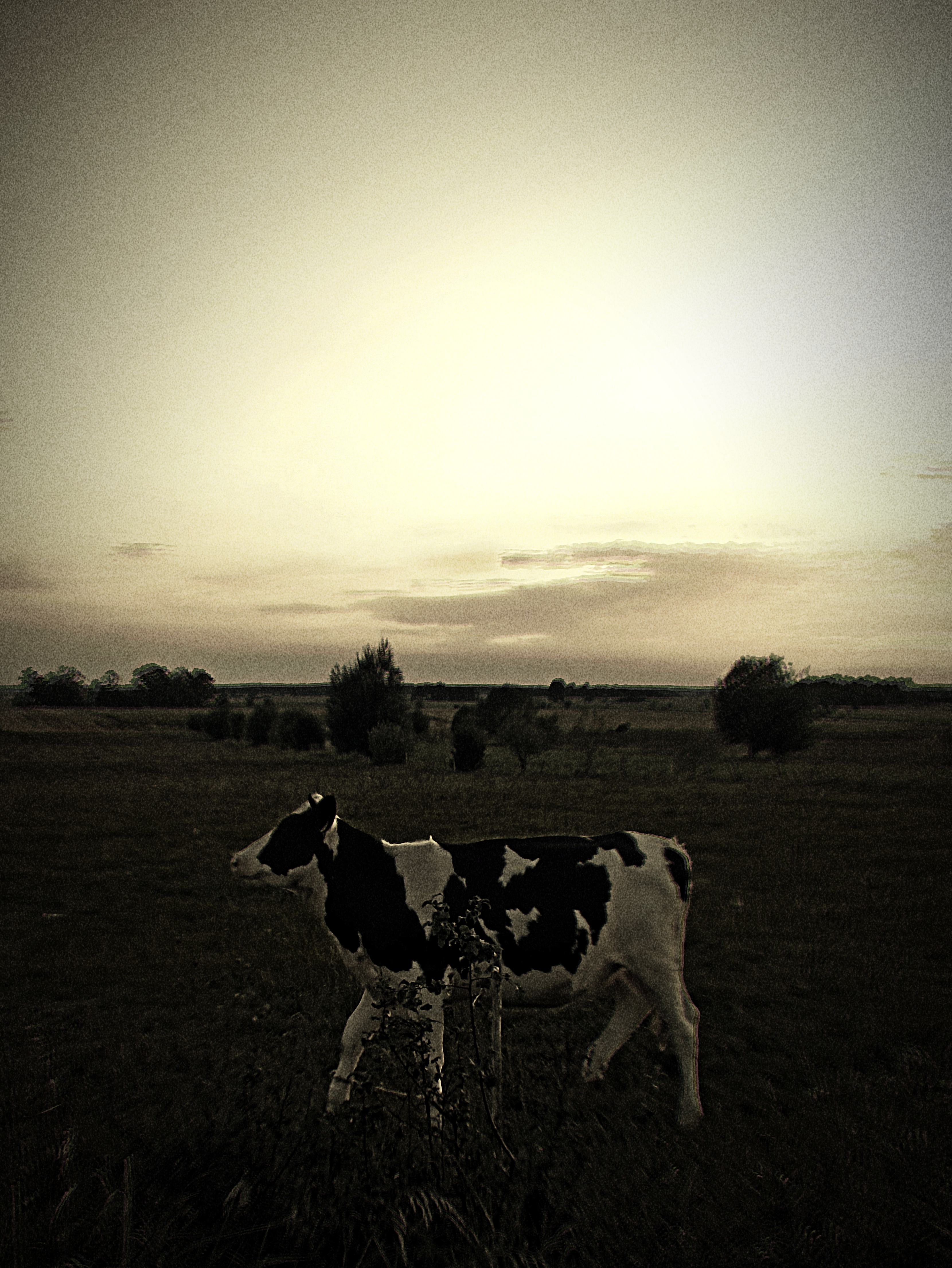 Cow in a field